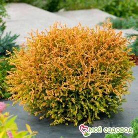 Туя Голден Таффет (Golden Tuffet) в Москве
