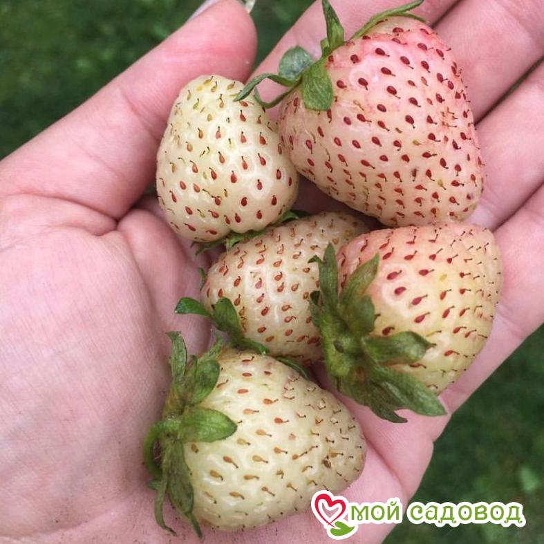 Белоплодная земляника #Белый Швед г. Омск Ферма "Омская Ягода". #БелыйШвед - You
