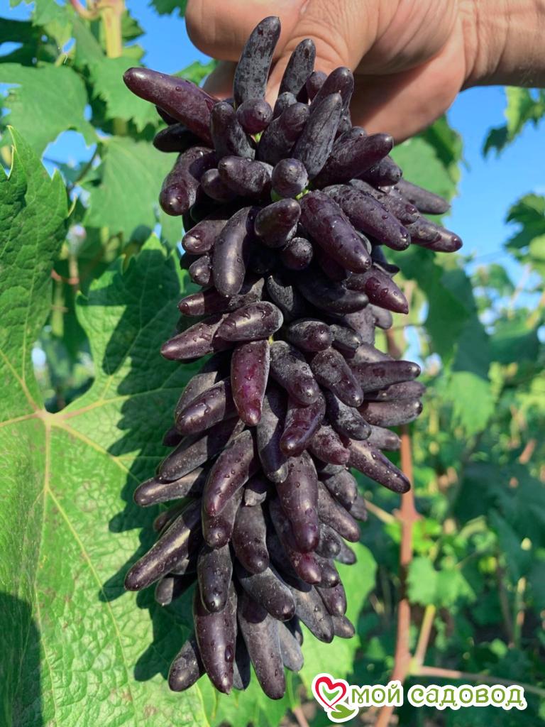 Виноград хэллоуин фото Виноград хэллоуин фото