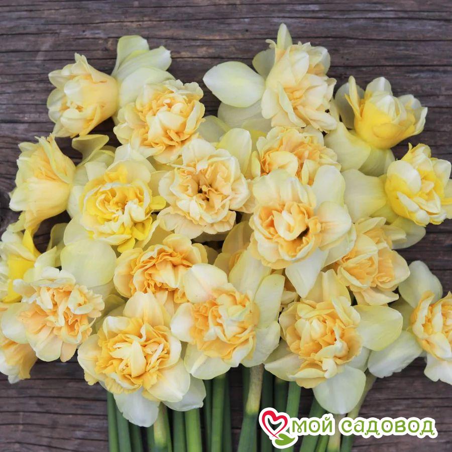 Нарцисс арт дизайн фото Нарцисс арт дизайн фото