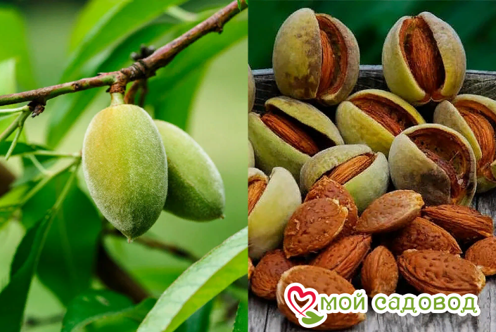 Almonds Almond Tree - Free photo on Pixabay Zwergobstbäume, Obstbäume, Mandel