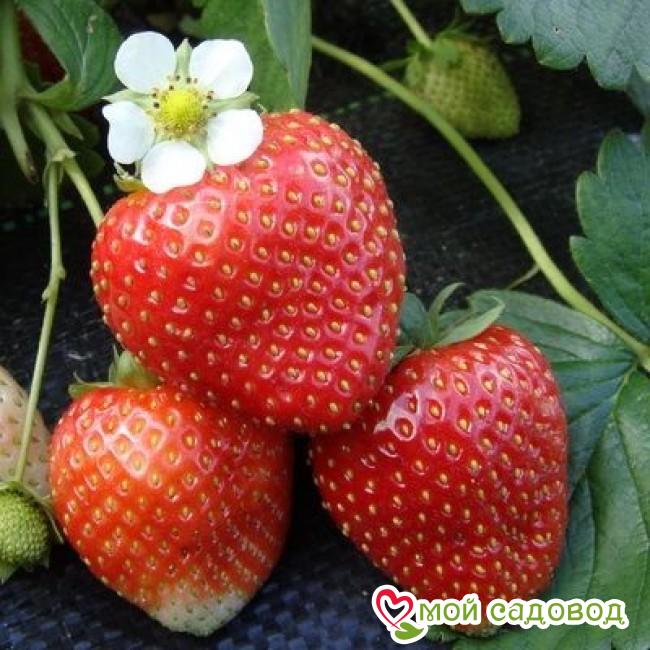 Клубника Флорин