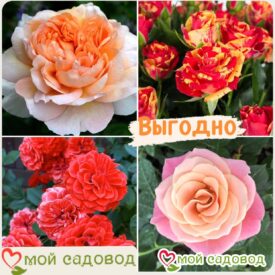 Комплект роз! Роза плетистая, спрей, чайн-гибридная и Английская роза в одном комплекте в Москве