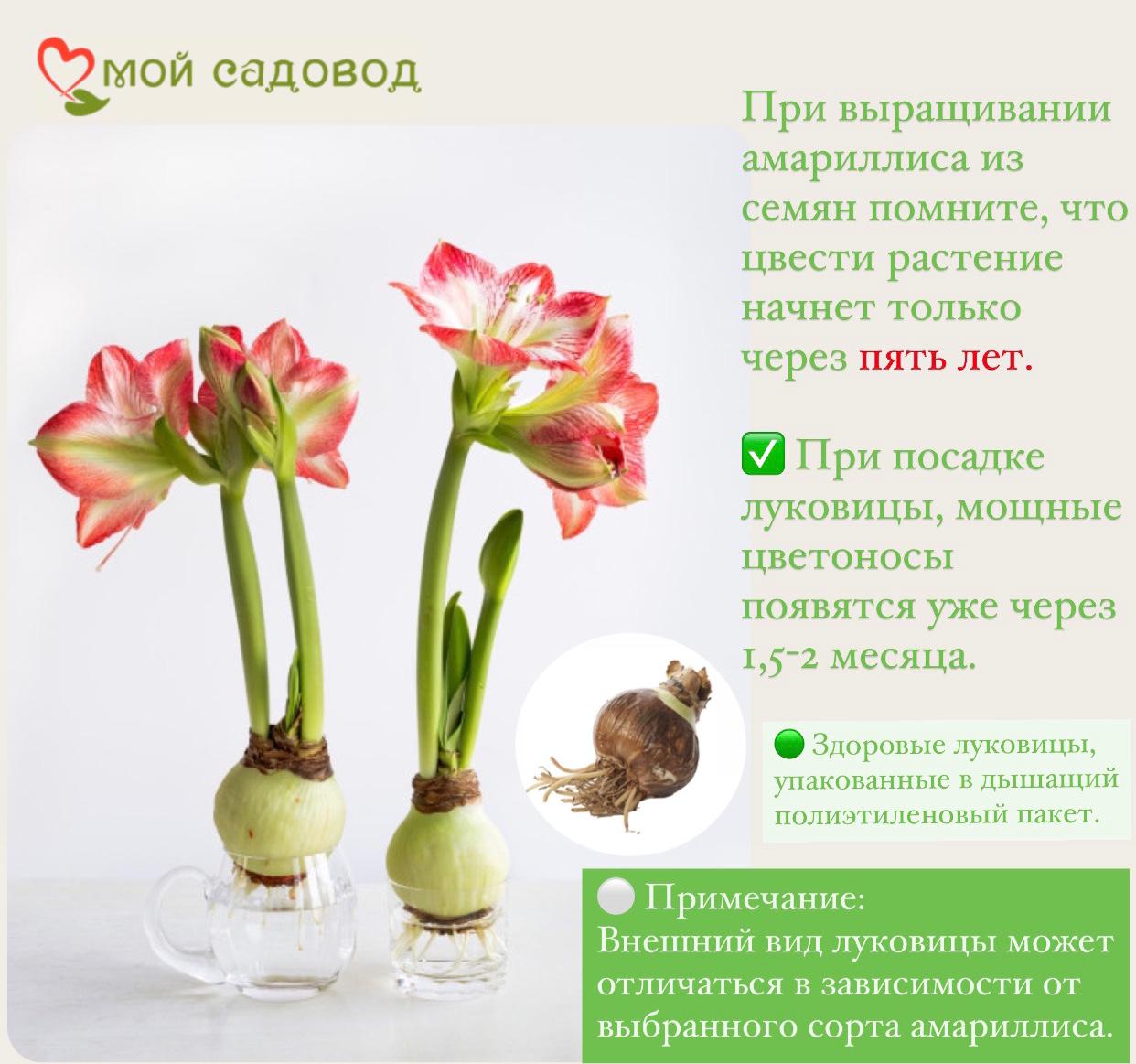 АМАРИЛЛИС (ГИППЕАСТРУМ) СЬЮЗАН