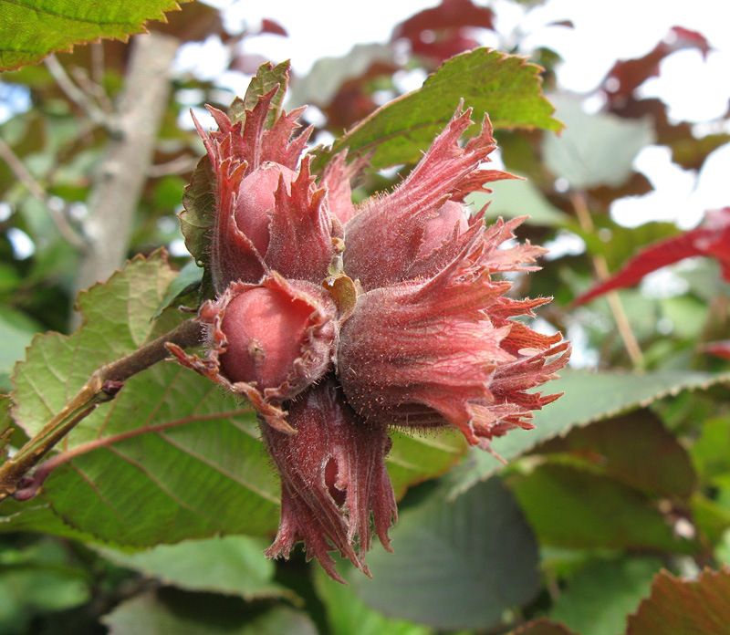 Фундук описание сорта фото отзывы Фундук Сахаристый (морозостойкий): купить в Москве - цена 310 ₽ за 1 шт. - Доста - Товар на картинке можно купить.