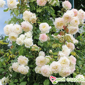 Роза Аляска в Москве