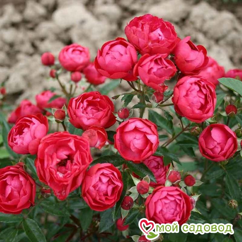 Роза полиантовая Морздаг Ред (Morsdag Red)