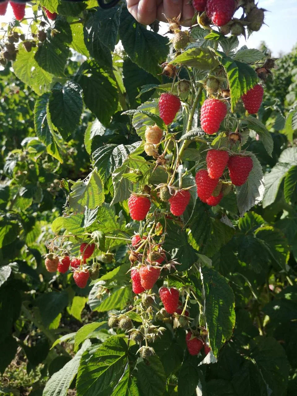 Малина Полонез
