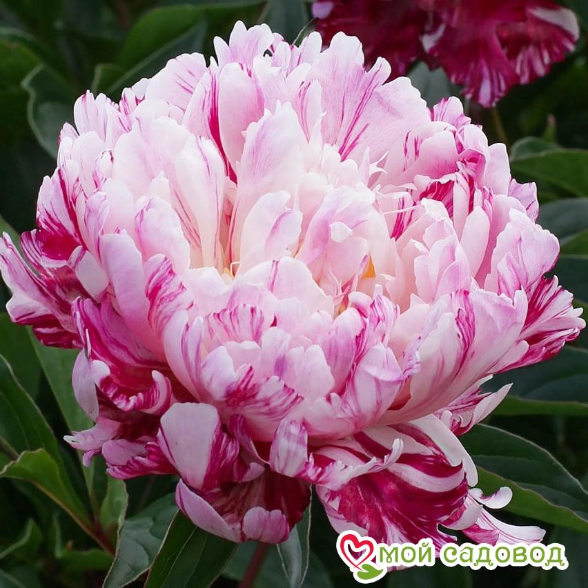 Candy stripe пион описание фото Candy stripe пион описание фото