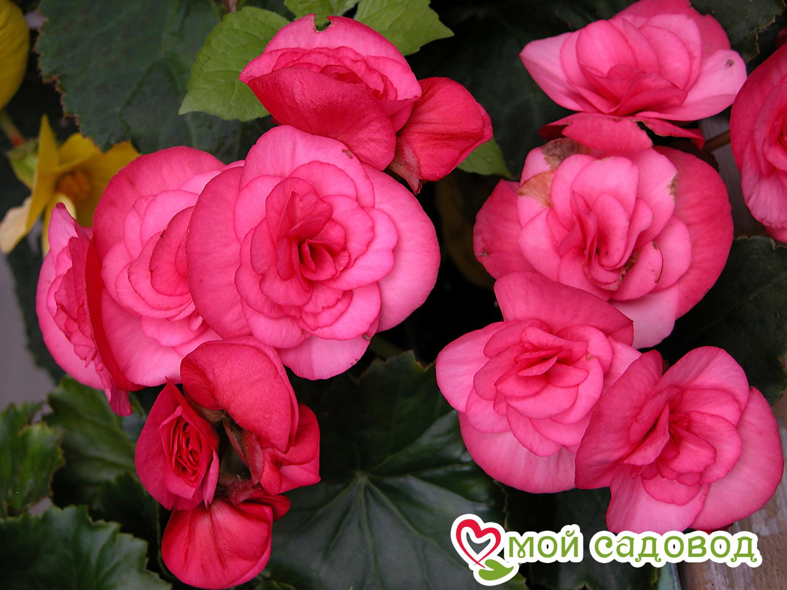 Как выглядит цветок бегония показать фото Как выглядит цветок бегония показать фото