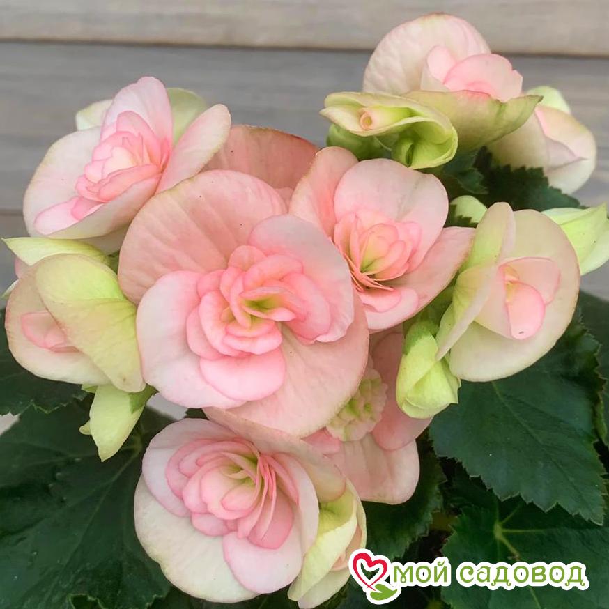 Бегония Элатиор Камилла