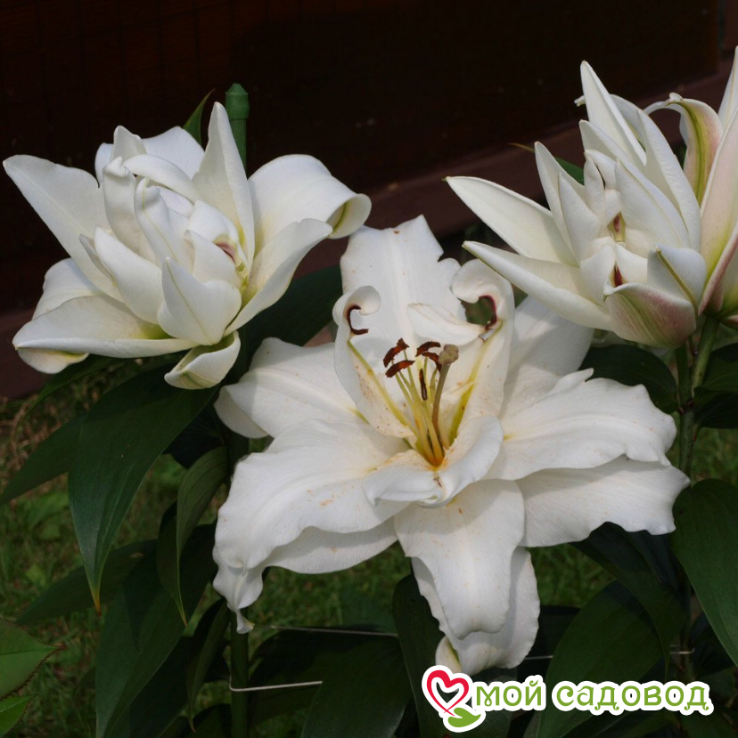 Купить лилия лотус уандер (восточная махровая) - цена 370 руб. - Доставка по Сан