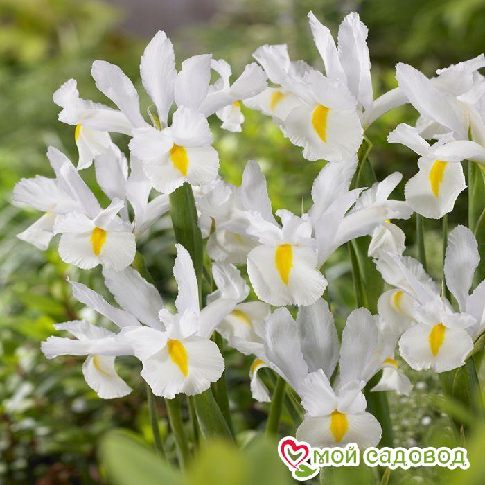 Белый белый ирис и описание, посадка и уход за цветами