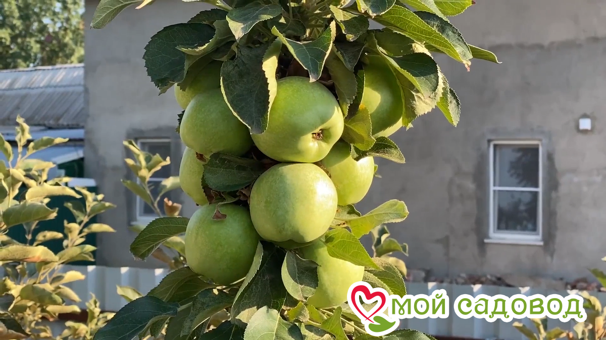 Колоновидные яблони отзывы фото Колоновидные яблони отзывы фото