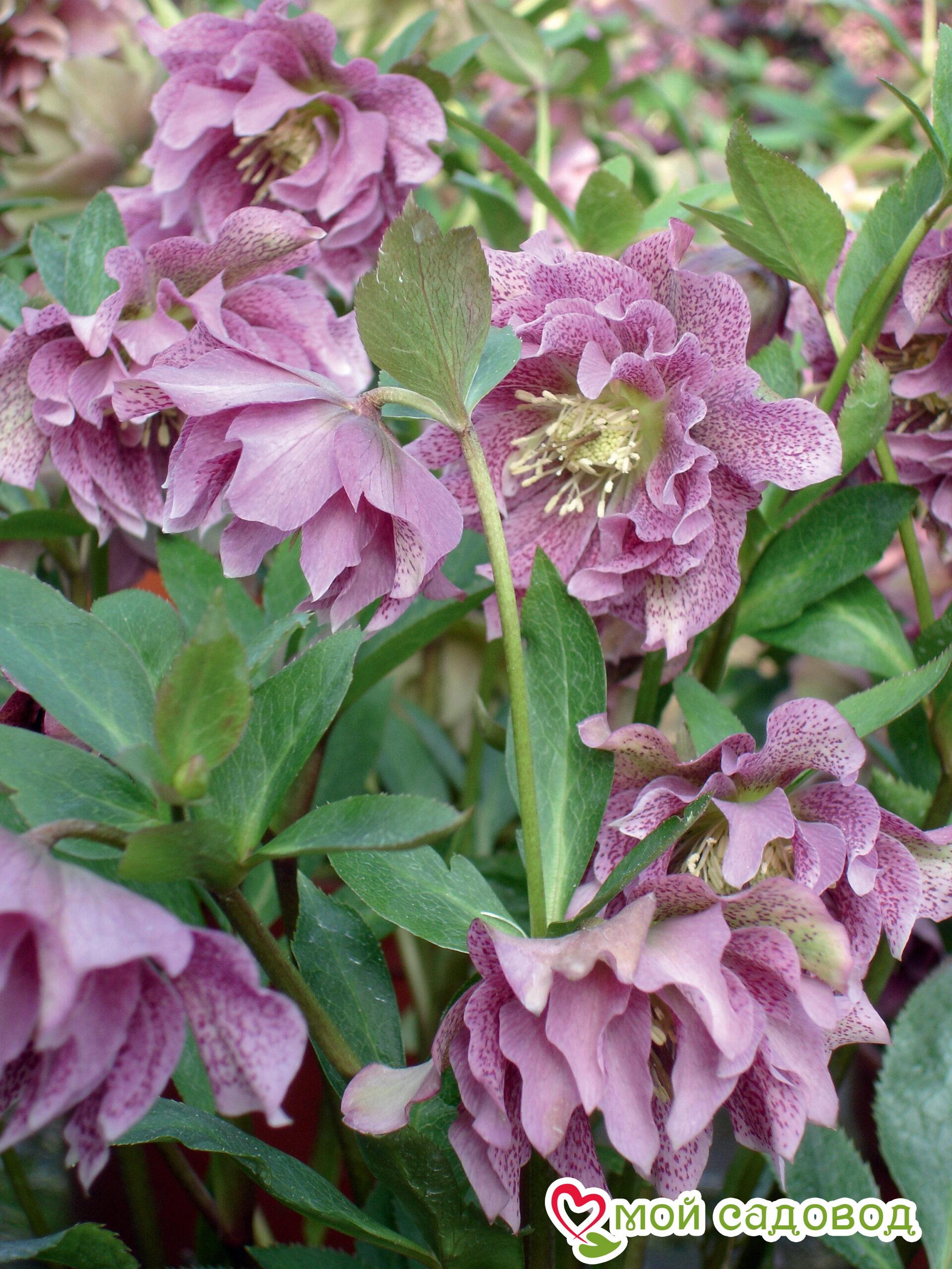 Морозник махровый Дабл Эллен Пинк