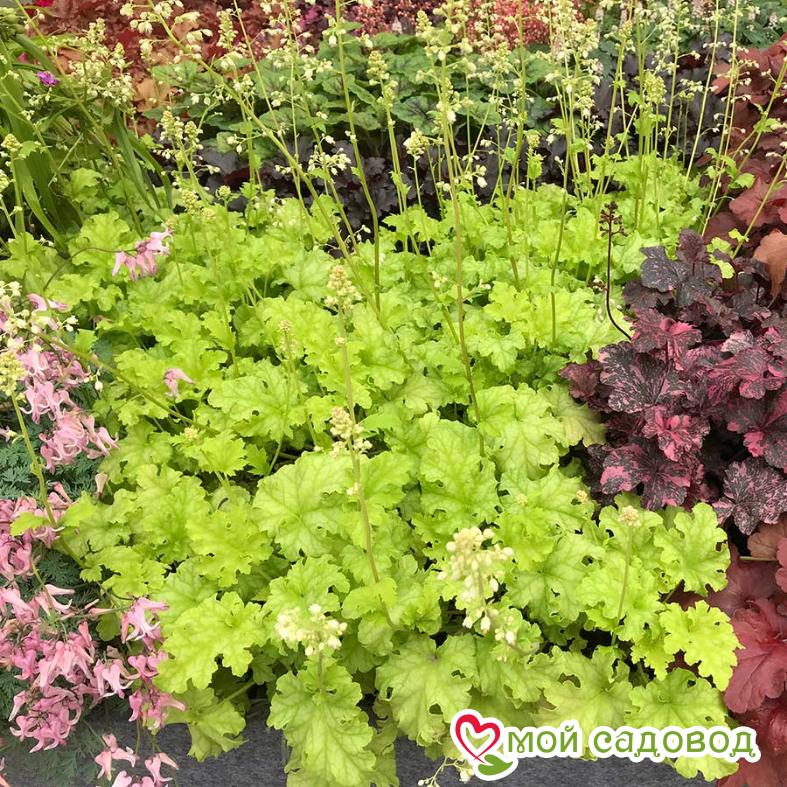 Гейхера Лайм Рикей