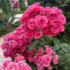 Роза Спрей розовый в Москве