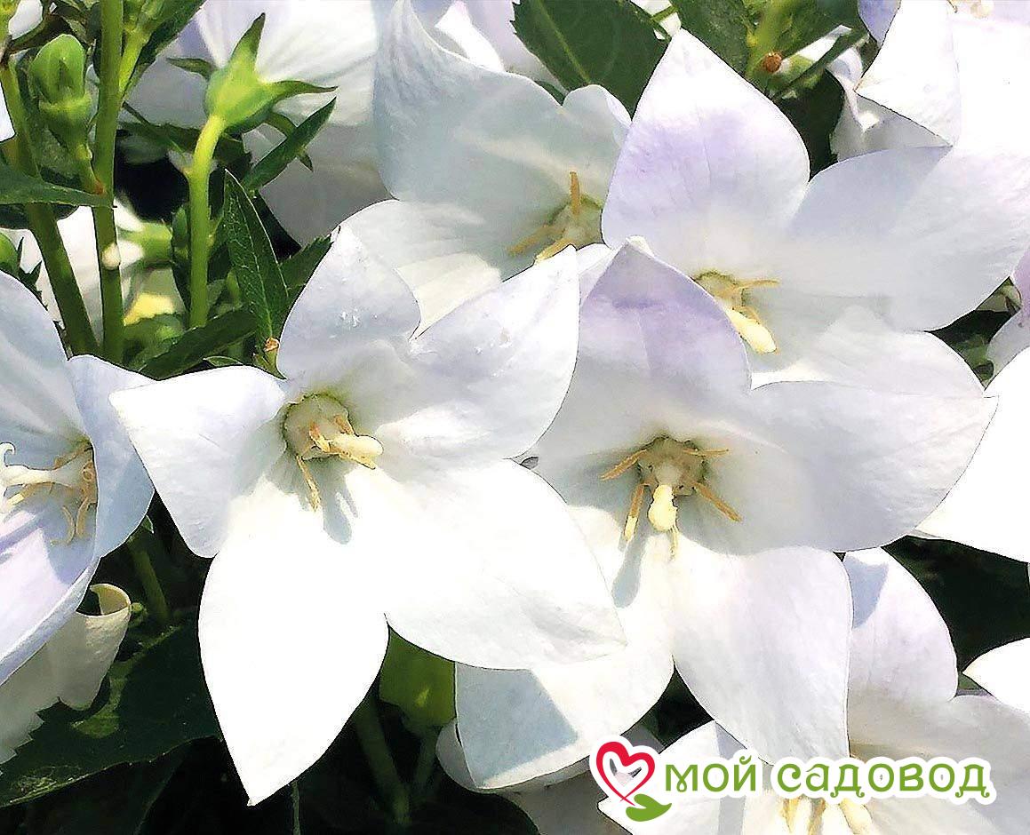 Платикодон Многолетний Фото
