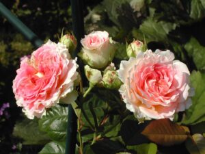 плетистая роза 1