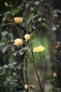 саженцы розы 