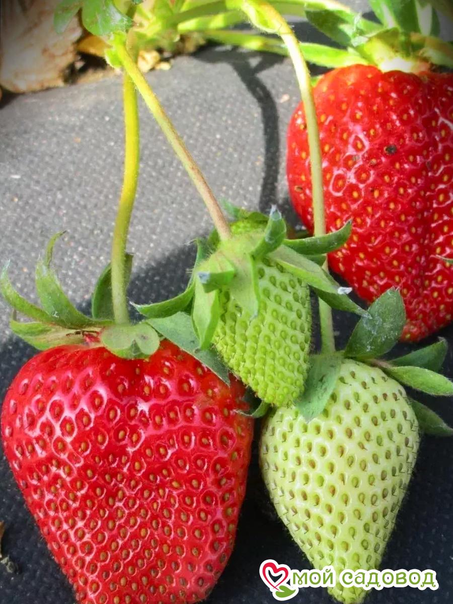 Клубника Сопрано ремонтантная