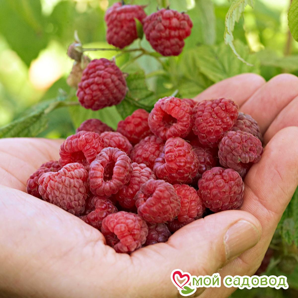 Малина Таруса (Tarusa) - саженцы малины купить в Москве, доставка почтой по Росс