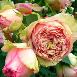 Роза Питахайя Саженец