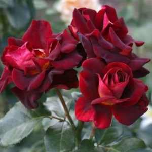 роза Юбилей Папы Мейланда саженец