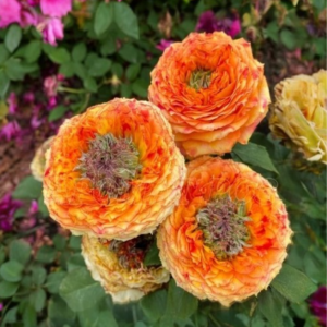 Роза Золотой Мираж саженец