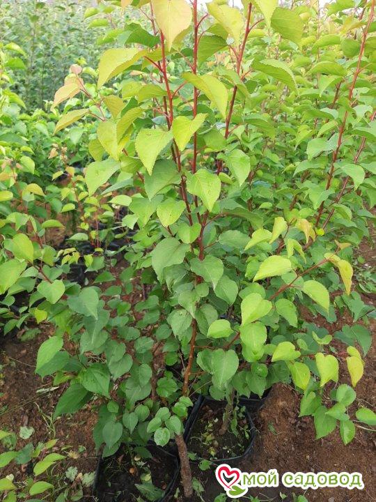 Абрикос Пекорче